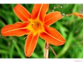 orange lily